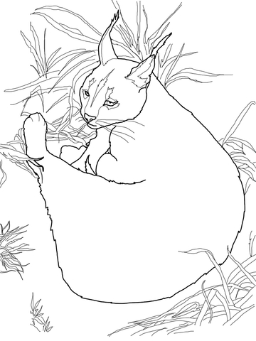 Caracal Wild Cat Coloring Page